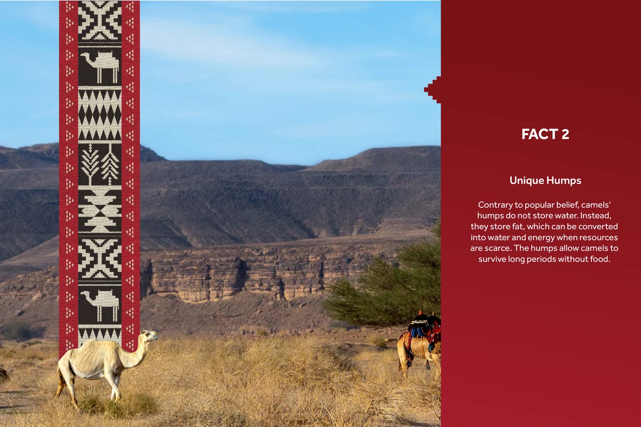 Camel landscape photograph bordered by a woven-pattern strip and a burgundy fact panel.